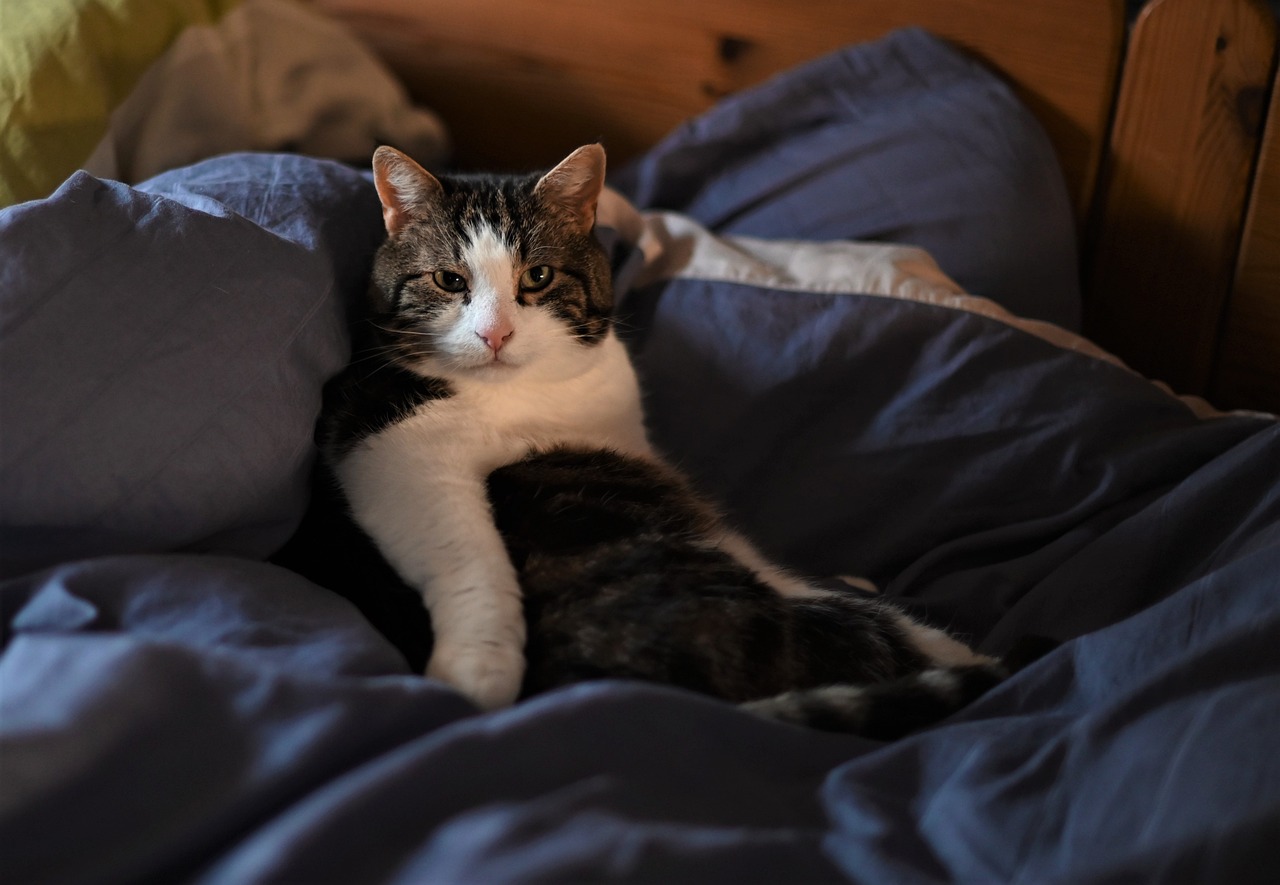 How to Make Your Own Pet Bed from Scratch